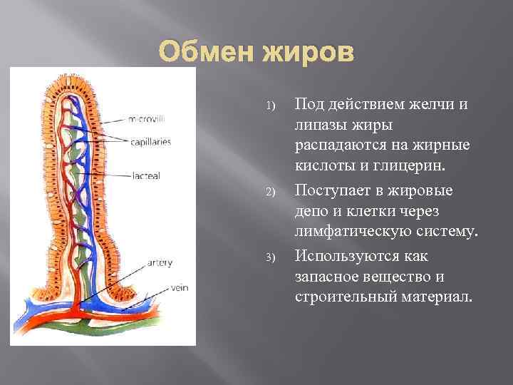 Обмен жиров 1) 2) 3) Под действием желчи и липазы жиры распадаются на жирные