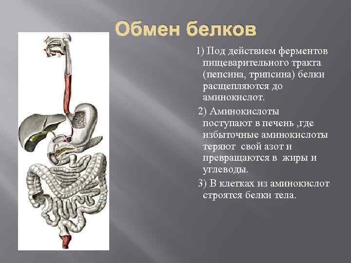 Обмен белков 1) Под действием ферментов пищеварительного тракта (пепсина, трипсина) белки расщепляются до аминокислот.