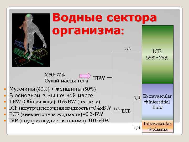 Водные сектора организма: 2/3 X 50~70% Сухой массы тела ICF: 55%~75% TBW Мужчины (60%)