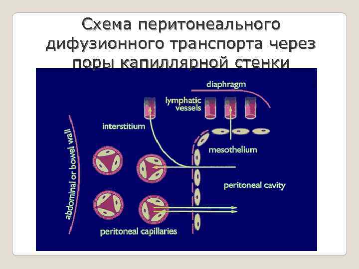Схема перитонеального дифузионного транспорта через поры капиллярной стенки 