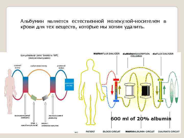 Альбумин является естественной молекулой-носителем в крови для тех веществ, которые мы хотим удалить. Экстракорпоральный