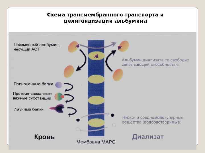Схема трансмембранного транспорта и делигандизации альбумина 600 ml of 20% albumin 