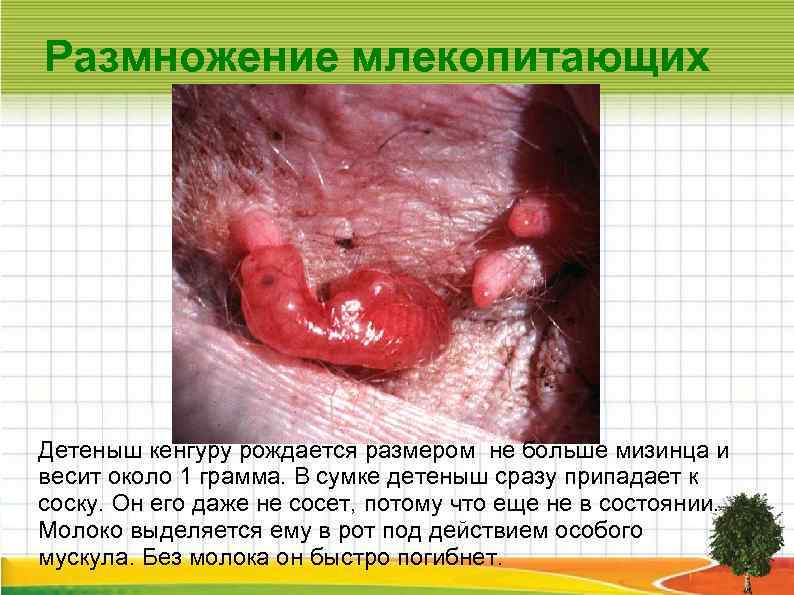 Размножение млекопитающих Детеныш кенгуру рождается размером не больше мизинца и весит около 1 грамма.