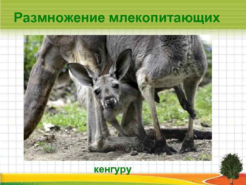 Размножение млекопитающих кенгуру 