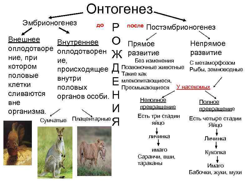 Онтогенез Эмбрионогенез Р после Постэмбрионогенез Внешнее О Прямое Внутреннее Непрямое оплодотворен развитие Ж развитие