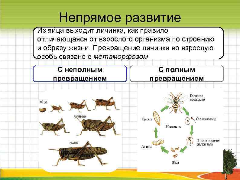 Непрямое развитие Из яйца выходит личинка, как правило, отличающаяся от взрослого организма по строению