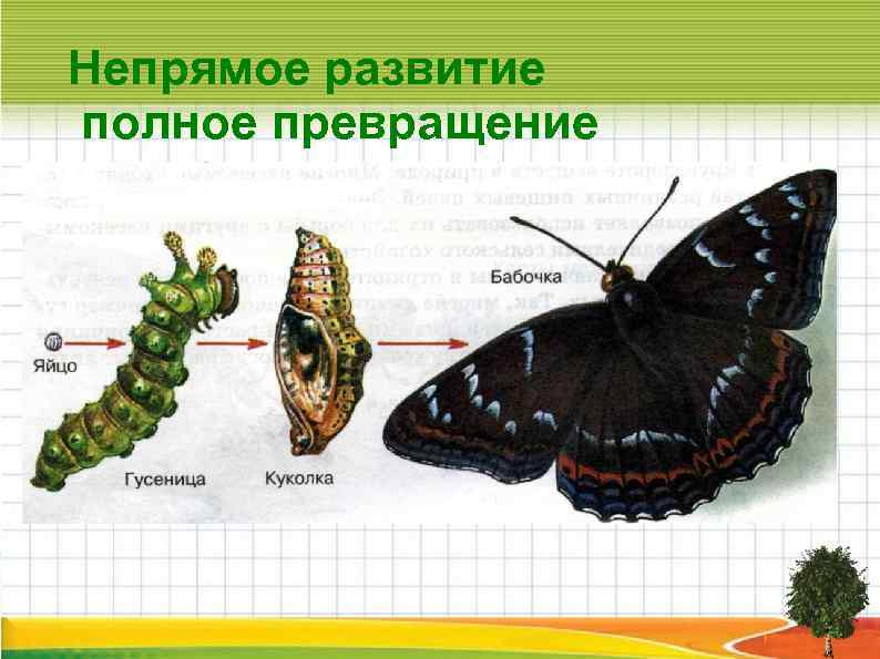 Непрямое развитие полное превращение 