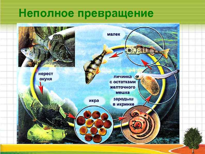 Схема сравнения прямого и непрямого развития организма