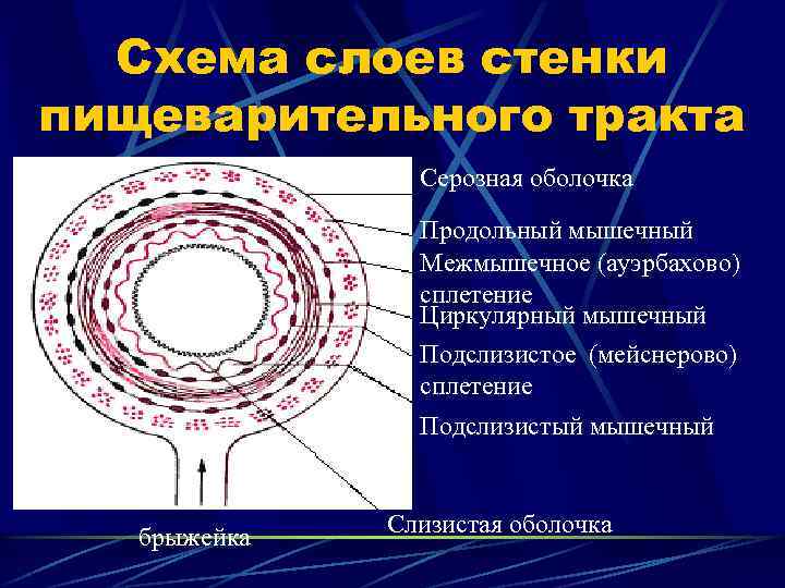 Схема слоев стенки пищеварительного тракта Серозная оболочка Продольный мышечный Межмышечное (ауэрбахово) сплетение Циркулярный мышечный