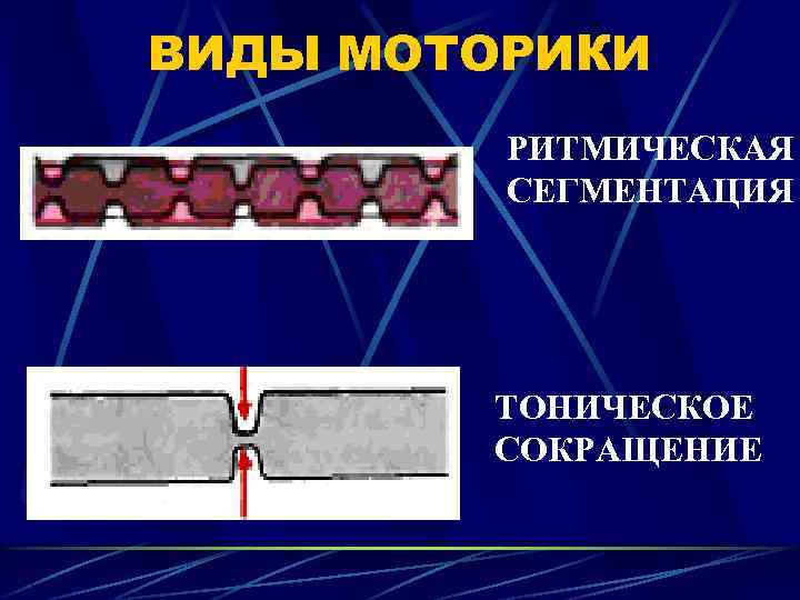 ВИДЫ МОТОРИКИ РИТМИЧЕСКАЯ СЕГМЕНТАЦИЯ ТОНИЧЕСКОЕ СОКРАЩЕНИЕ 