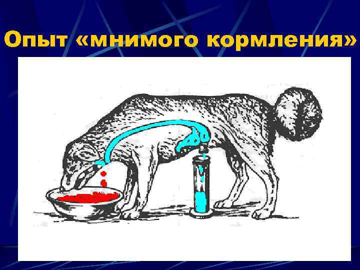 Опыт «мнимого кормления» 