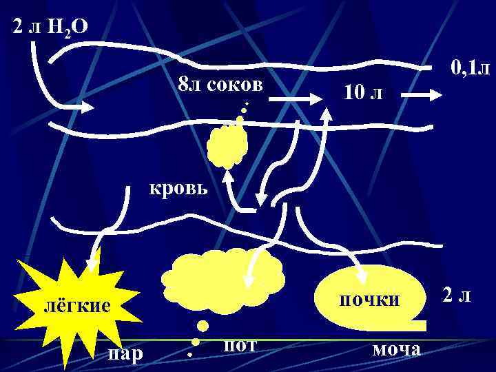 2 л Н 2 О 8 л соков 0, 1 л 10 л кровь