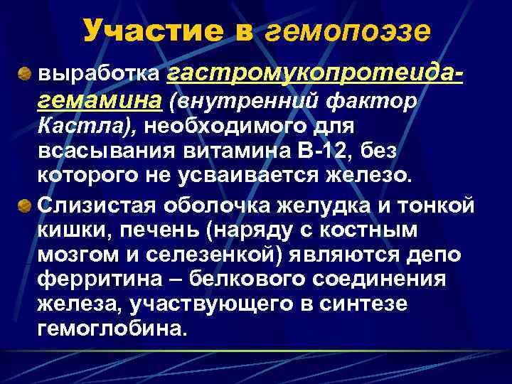 Участие в гемопоэзе выработка гастромукопротеидагемамина (внутренний фактор Кастла), необходимого для всасывания витамина В-12, без