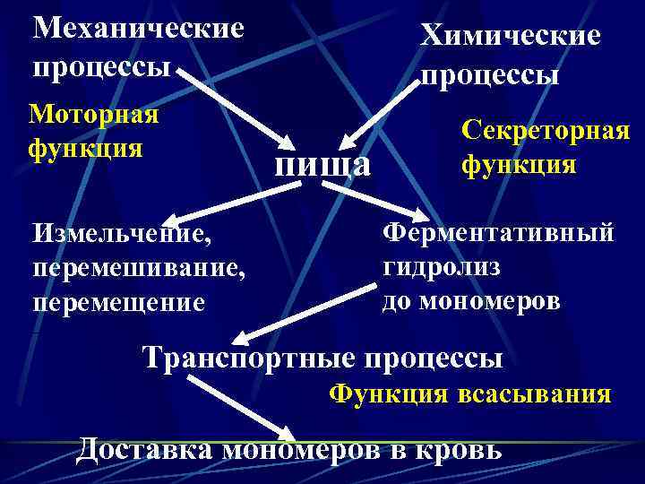 Механические процессы Моторная функция Измельчение, перемешивание, перемещение Химические процессы пища Секреторная функция Ферментативный гидролиз