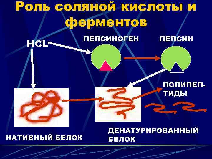 Роль соляной кислоты и ферментов HCL ПЕПСИНОГЕН ПЕПСИН ПОЛИПЕПТИДЫ НАТИВНЫЙ БЕЛОК ДЕНАТУРИРОВАННЫЙ БЕЛОК 