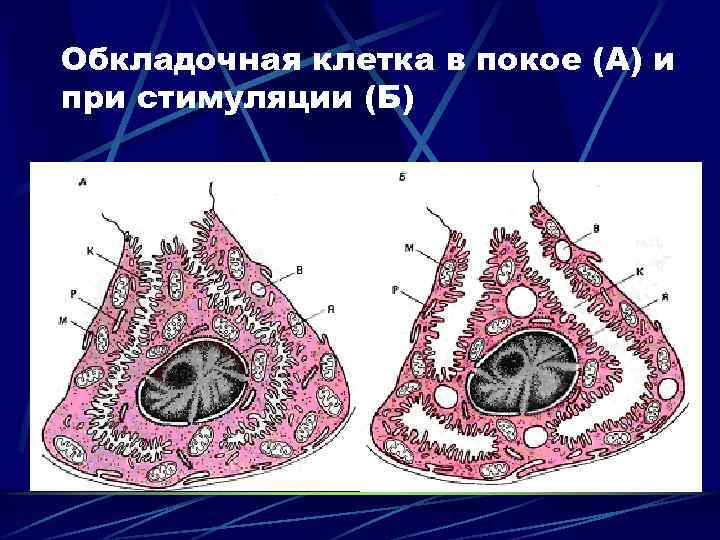 Обкладочная клетка в покое (А) и при стимуляции (Б) 