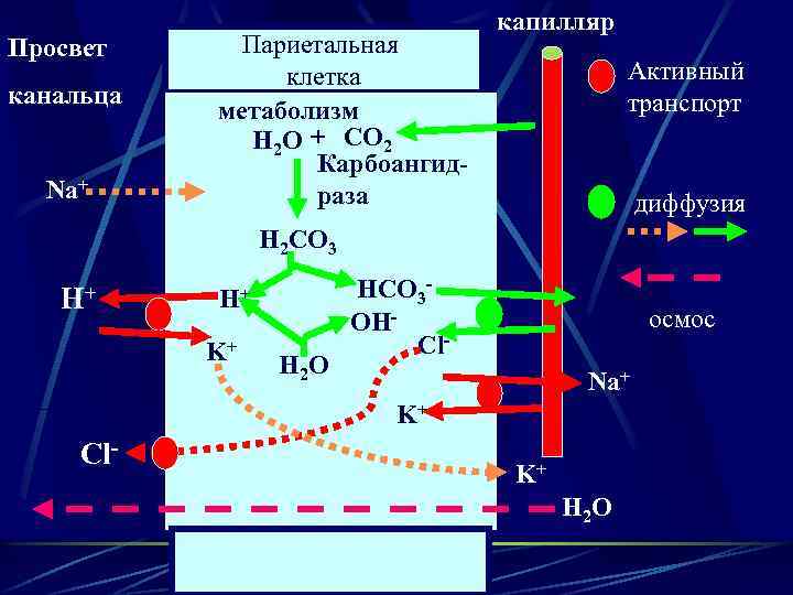 Просвет канальца Na+ Париетальная клетка метаболизм Н 2 О + СО 2 Карбоангидраза капилляр