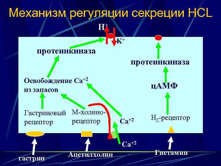 Механизм регуляции секреции НCL Н+ K+ протеинкиназа Освобождение Са+2 из запасов Гастриновый М-холинорецептор ц.