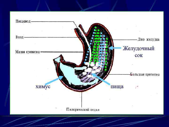 Желудочный сок химус пища 