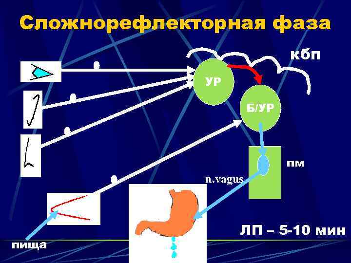 Сложнорефлекторная фаза кбп УР Б/УР пм n. vagus пища ЛП – 5 -10 мин