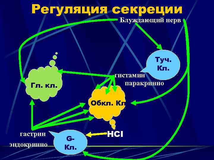 Регуляция секреции Блуждающий нерв Туч. Кл. гистамин паракринно Гл. кл. Обкл. Кл. гастрин эндокринно