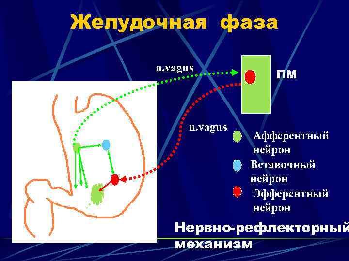 Желудочная фаза n. vagus ПМ Афферентный нейрон Вставочный нейрон Эфферентный нейрон Нервно-рефлекторный механизм 