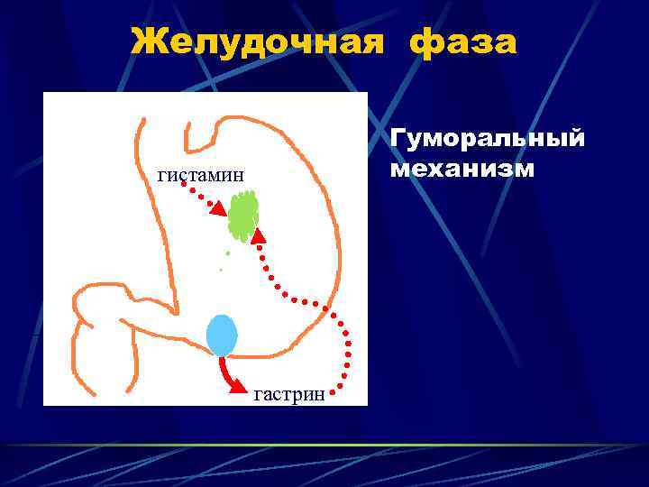 Желудочная фаза Гуморальный механизм гистамин гастрин 