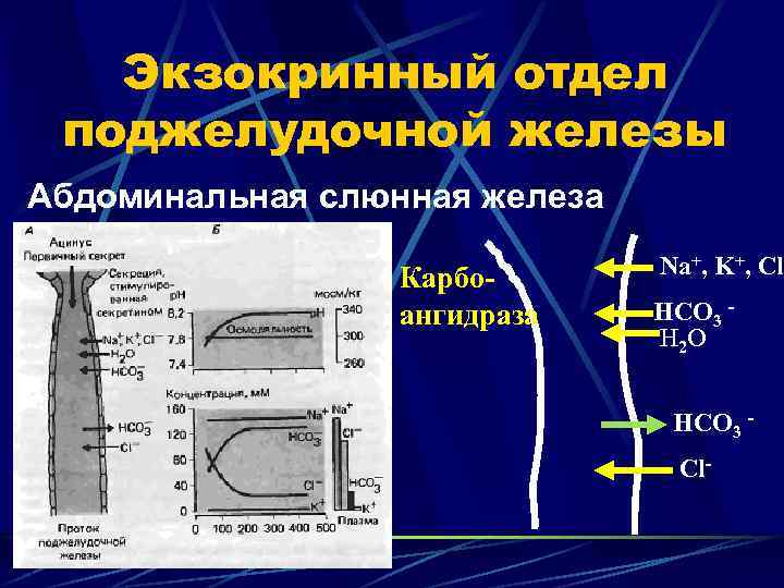 Экзокринный отдел поджелудочной железы Абдоминальная слюнная железа Карбоангидраза Na+, K+, Cl HCO 3 H