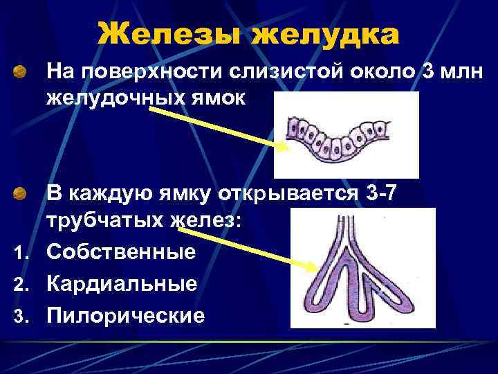 Железы желудка На поверхности слизистой около 3 млн желудочных ямок В каждую ямку открывается