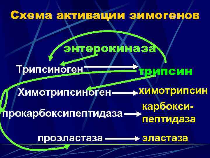 Схема активации зимогенов энтерокиназа Трипсиноген трипсин Химотрипсиноген химотрипсин карбоксипептидаза проэластаза 