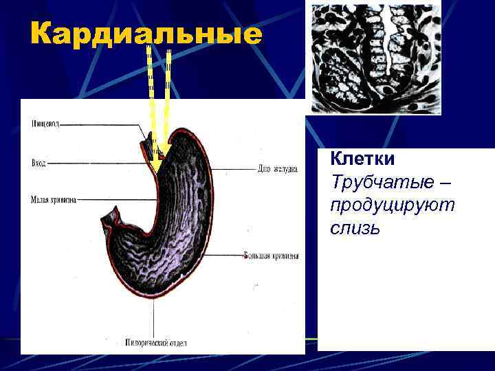 Кардиальные Клетки Трубчатые – продуцируют слизь 