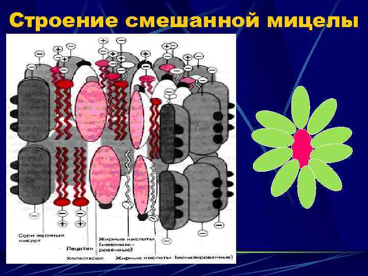 Строение смешанной мицелы 