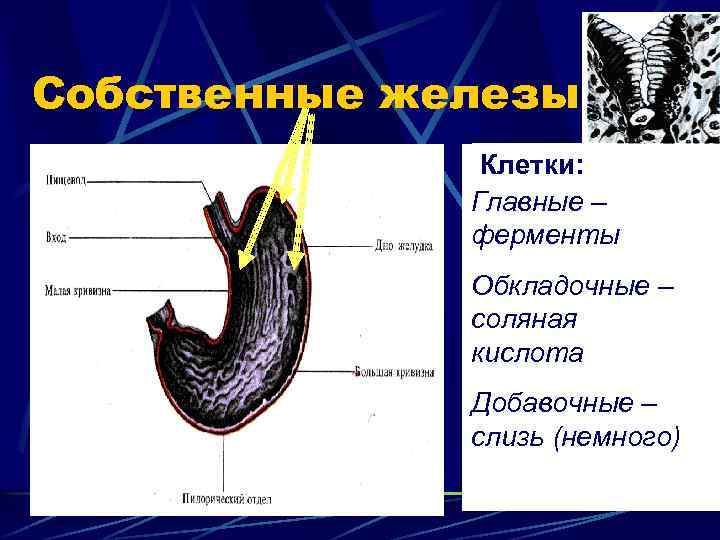 Собственные железы Клетки: Главные – ферменты Обкладочные – соляная кислота Добавочные – слизь (немного)