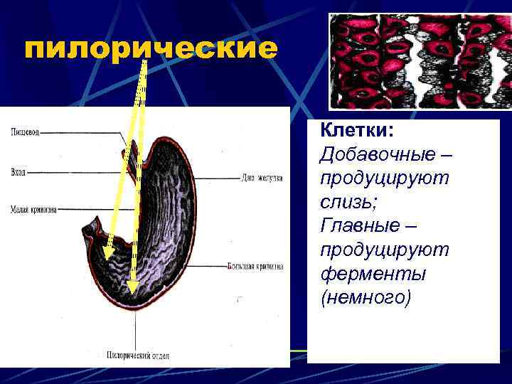 пилорические Клетки: Добавочные – продуцируют слизь; Главные – продуцируют ферменты (немного) 