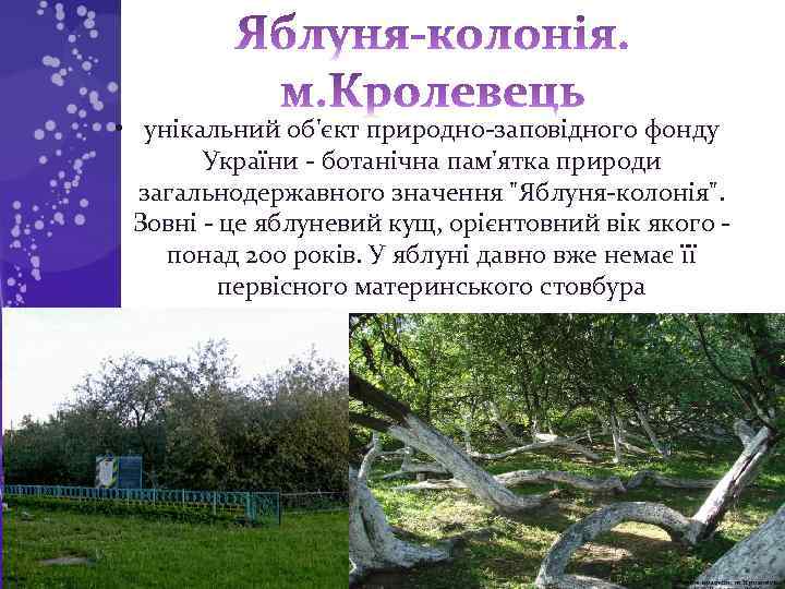  • унікальний об'єкт природно-заповідного фонду України - ботанічна пам'ятка природи загальнодержавного значення "Яблуня-колонія".
