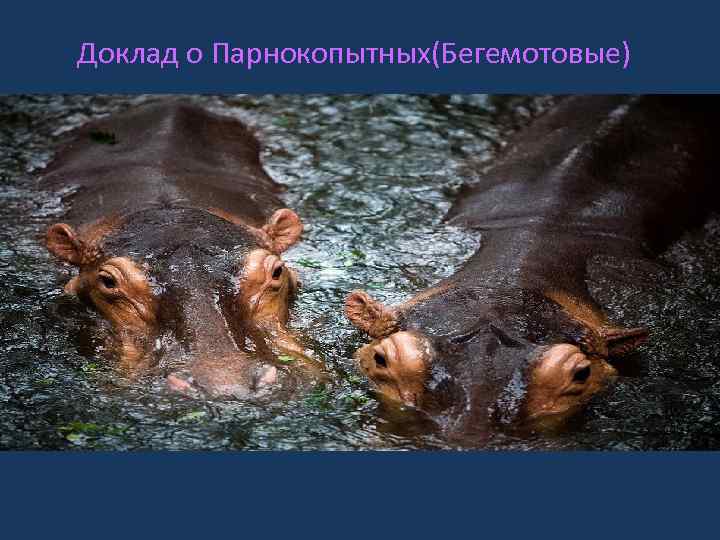 Доклад о Парнокопытных(Бегемотовые) 