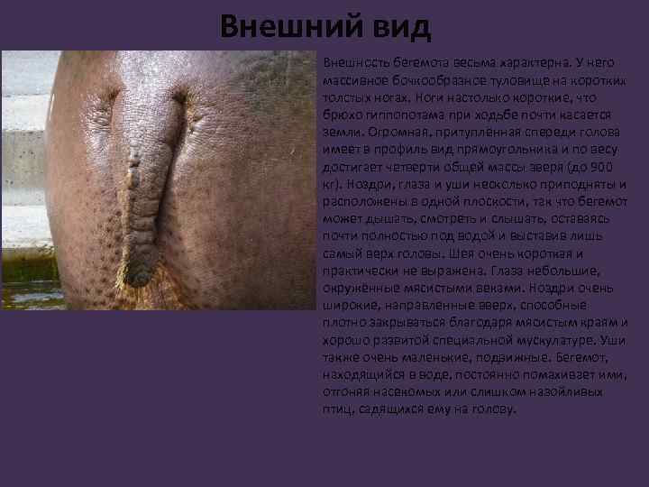 Внешний вид Внешность бегемота весьма характерна. У него массивное бочкообразное туловище на коротких толстых