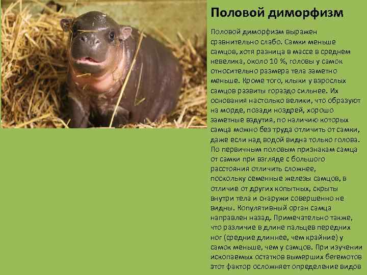 Половой диморфизм выражен сравнительно слабо. Самки меньше самцов, хотя разница в массе в среднем