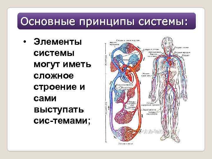 Элементы какой системы органов