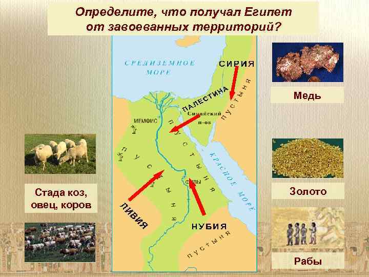 Определите, что получал Египет от завоеванных территорий? Медь Стада коз, овец, коров Золото Рабы