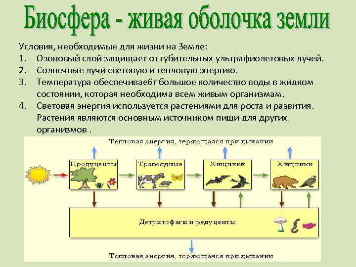 Биосфера живая оболочка земли 11 класс