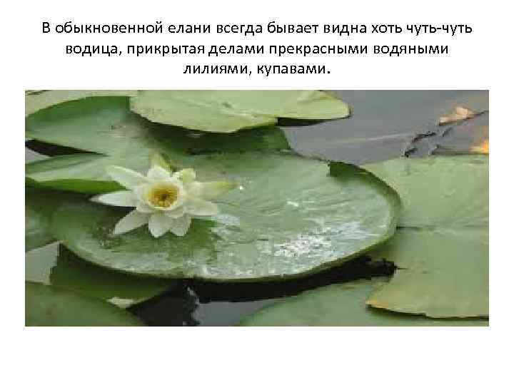 В обыкновенной елани всегда бывает видна хоть чуть-чуть водица, прикрытая делами прекрасными водяными лилиями,