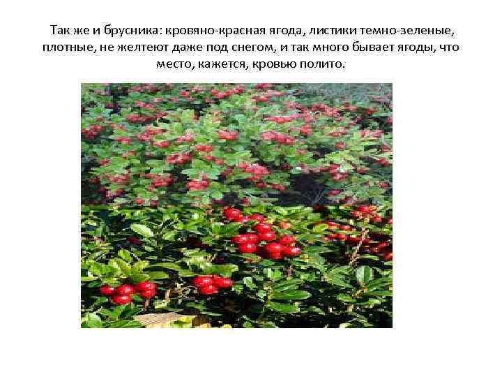 Так же и брусника: кровяно-красная ягода, листики темно-зеленые, плотные, не желтеют даже под снегом,