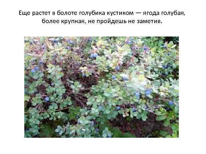 Еще растет в болоте голубика кустиком — ягода голубая, более крупная, не пройдешь не