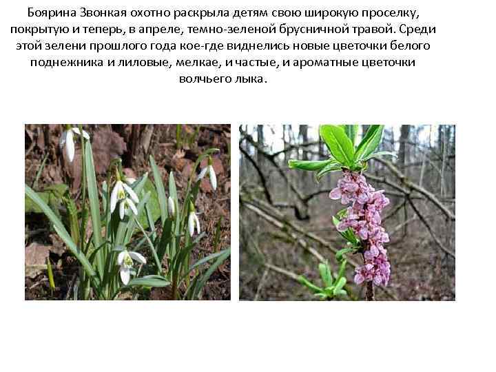 Боярина Звонкая охотно раскрыла детям свою широкую проселку, покрытую и теперь, в апреле, темно-зеленой