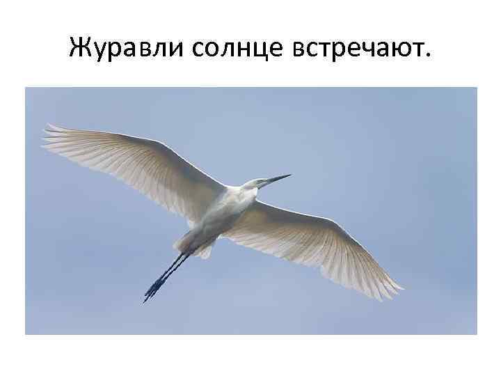 Журавли солнце встречают. 