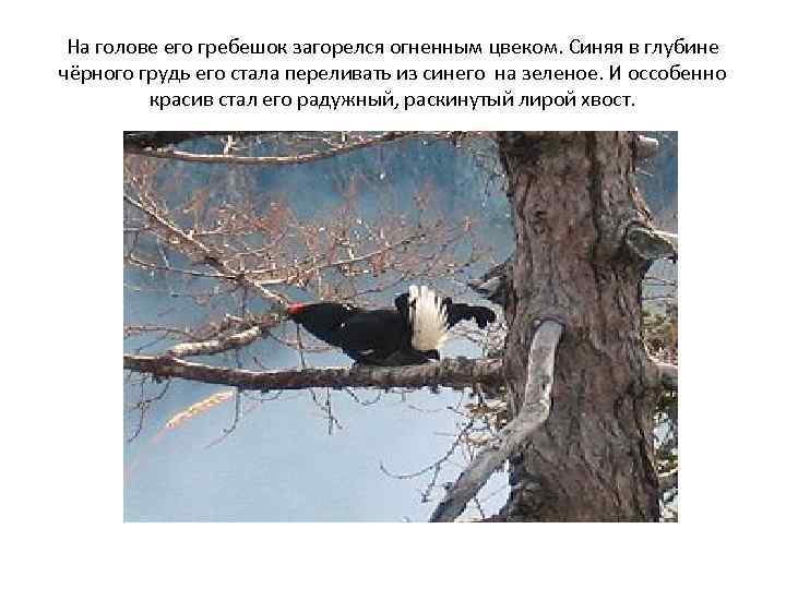 На голове его гребешок загорелся огненным цвеком. Синяя в глубине чёрного грудь его стала