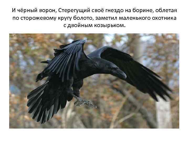 И чёрный ворон, Стерегущий своё гнездо на борине, облетая по сторожевому кругу болото, заметил