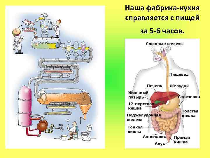 Наша фабрика-кухня справляется с пищей за 5 -6 часов. 