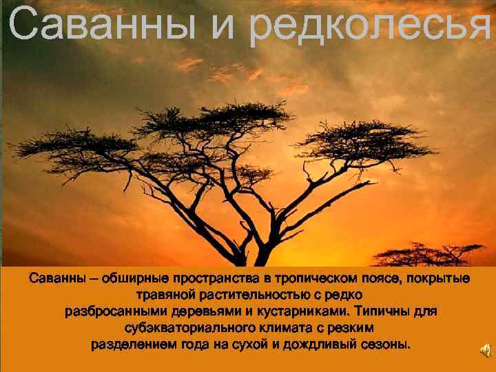 Саванны и редколесья Саванны — обширные пространства в тропическом поясе, покрытые травяной растительностью с